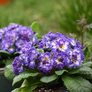 Primrose  'Blue Ripples'-Fragrant, Violet-Blue Flowers Fully Double with White Center, Picotee Edge- Primula Perennial -Attracts pollinators