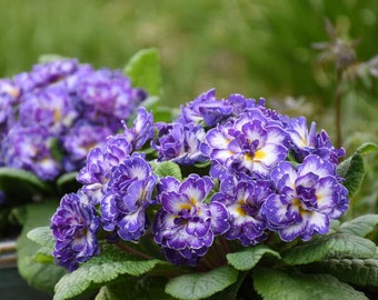 Primrose  'Blue Ripples'-Fragrant, Violet-Blue Flowers Fully Double with White Center, Picotee Edge- Primula Perennial -Attracts pollinators