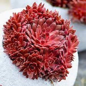 Hen and Chicks Colorokz 'Coral Red’ - Sempervivum Succulent Perennial- deer and rabbit resistant