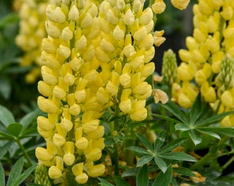 Lupine ‘Mini Gallery Yellow’- Numerous Yellow flower spikes on compact Plants - Lupinus - Perennial  - Attracts Birds and Pollinators