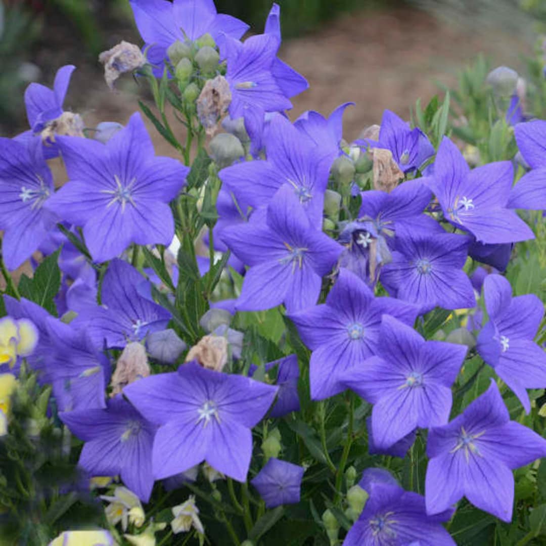 Blue Rockets Flower Balloon Flower ‘fuji Blue' Deep Blue Ballon Like Buds Open to Blue Star ...