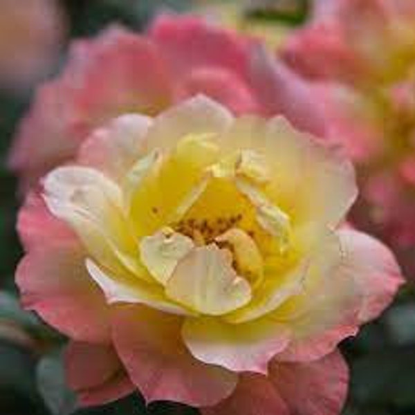 Rose Bush 'Italian ice' - Fragrant Pink-Yellow flowers - Oso Easy Series Shrub Rose - attracts pollinators