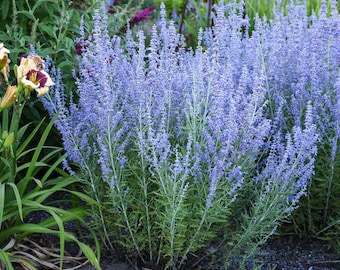 Russian Sage ‘Blue Jean Baby’- Earliest to Bloom, Lavender Blue Flowers - Perovskia - Deer & Rabbit Proof - Perennial