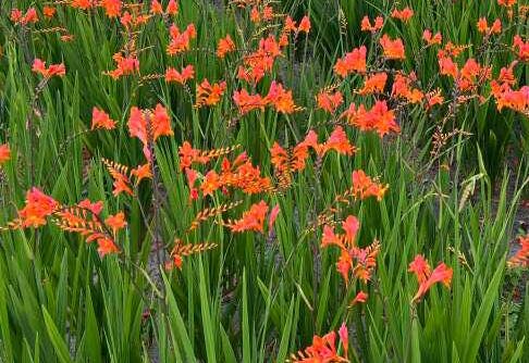 Montbretia 'peach Melba' Hot Coral-peach-orange Flowers a