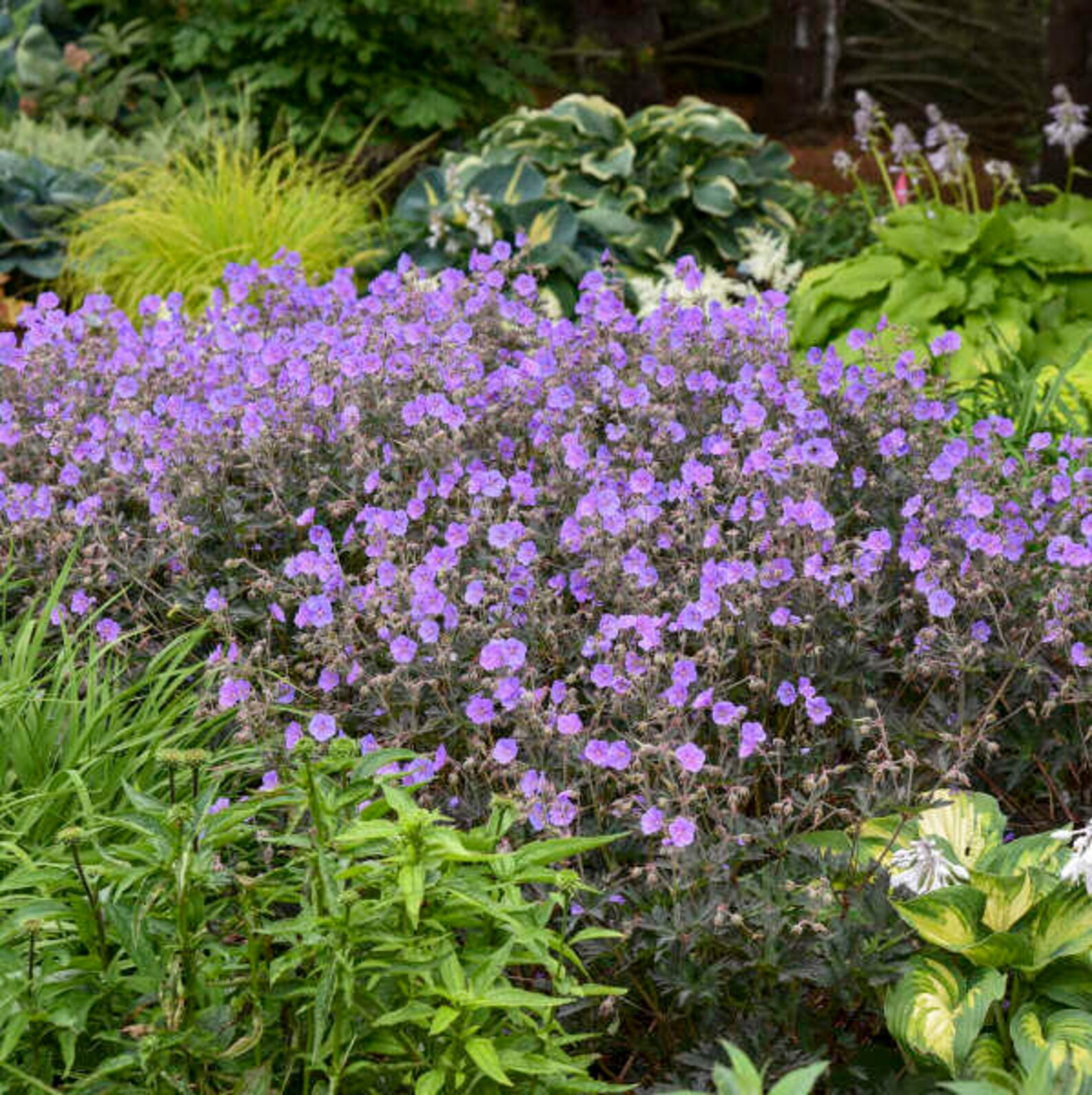 Cranesbill ‘boom Chocolatta' Purple-blue Saucer Flowers, Dark Chocolate ...
