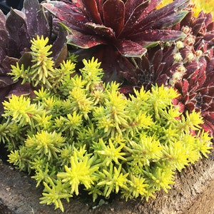 Stonecrop ‘Angelina’s Teacup’ Bright, Glowing Gold foliage with Orange tones in Fall - Sedum Sunsparkler Perennial Succulent - Critter Proof