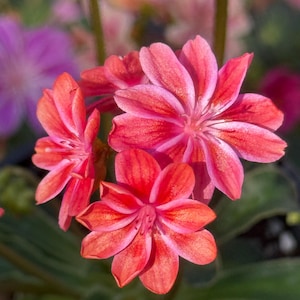 Bitterroot 'rainbow Mix' - Mix of Flower Colors, Native Succulent ...