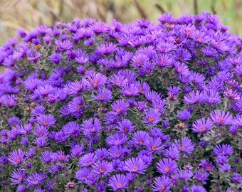 New England Aster ‘Grape Crush' produces rich, dark purple flowers - Aster Perennial  - Attracts Birds and Pollinators