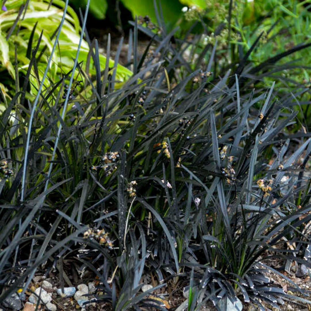 Grass Black Mondo Jet Black Evergreen Leaves, Purple-white Flowers