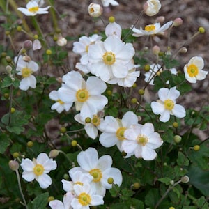 Windflower 'Honorine Jobert’ Large Pure White flowers with yellow centers in the fall- Anemone Perennial Plant-flower bouquets image 2