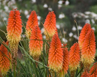 Red Hot Poker ‘ Backdraft' New! Intense Red-Orange flowers open two-tone Peach - Kniphofia - Perennial - Attracts Butterflies and Birds