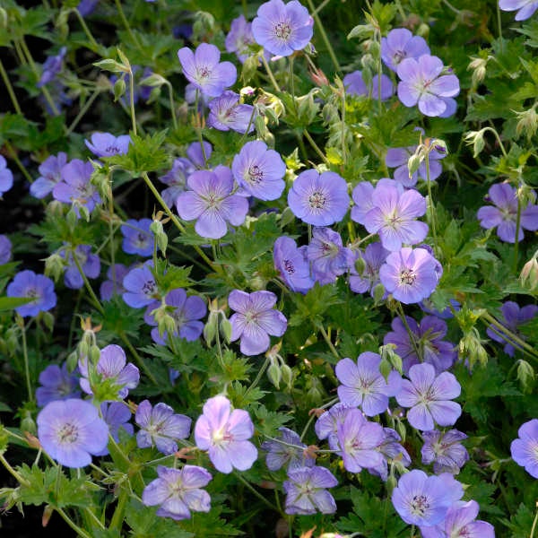 Cranesbill ‘Rozanne’ -Glowing Violet-Blue, saucer-shaped flowers - Geranium - Perennial - Attracts Birds and Pollinators - Critter resistant