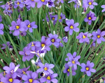 Hierba de ojos azules 'Lucerna' Flores brillantes de color azul violáceo, en forma de estrella con centro amarillo Sisyrinchium Planta perenne - Resistente a ciervos y conejos