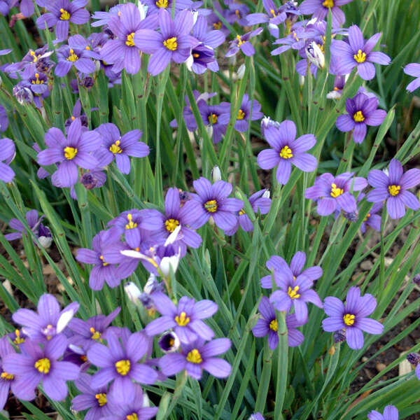 Grass Blue-Eyed ‘Lucerne'- Bright purplish-blue, star-like flowers with yellow eye Sisyrinchium Perennial - Dear and rabbit resistant