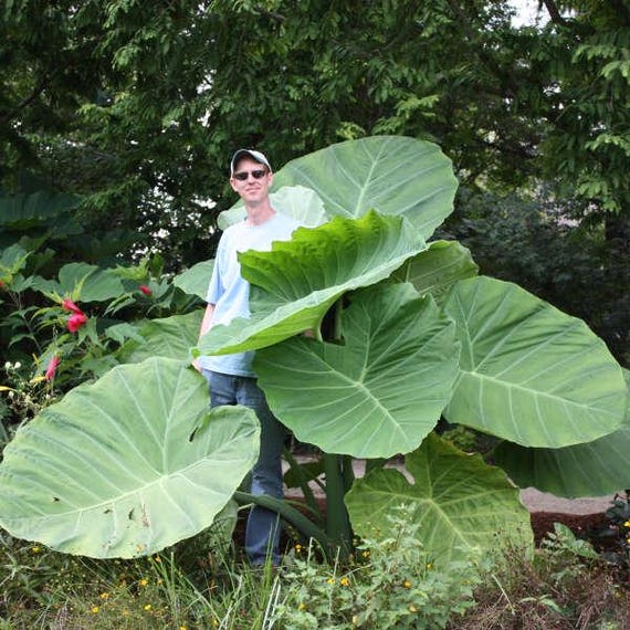 Elephant Ears 'thailand Giant' Enormously Huge 5'+ Deep Green Glaucous  Leaves Form 10'+ Clump - Colocasia Tropical Plant -huge Leaves - Etsy