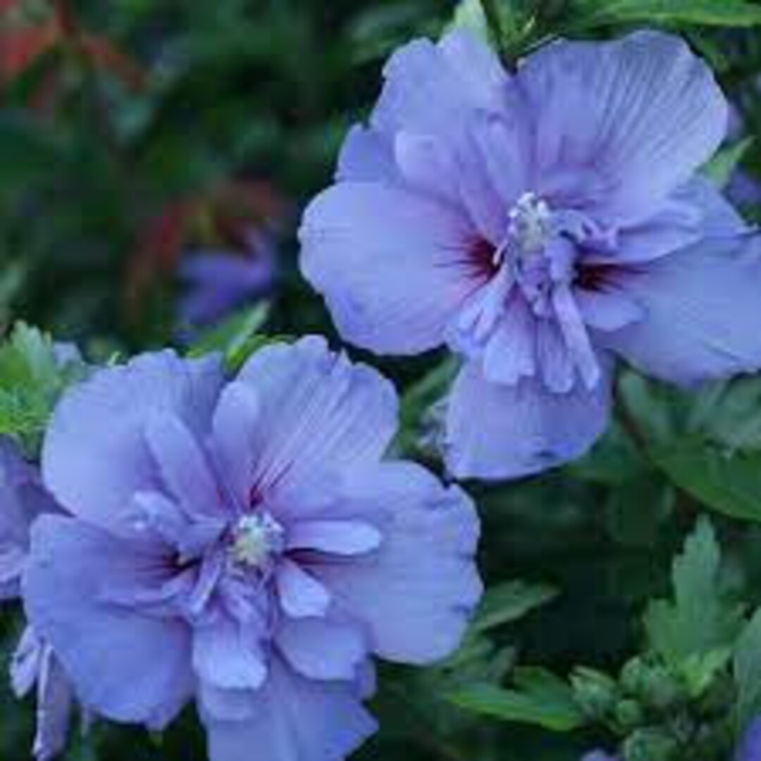 Rose of Sharon 'blue Chiffon unusual Semidouble Blue Flowers With