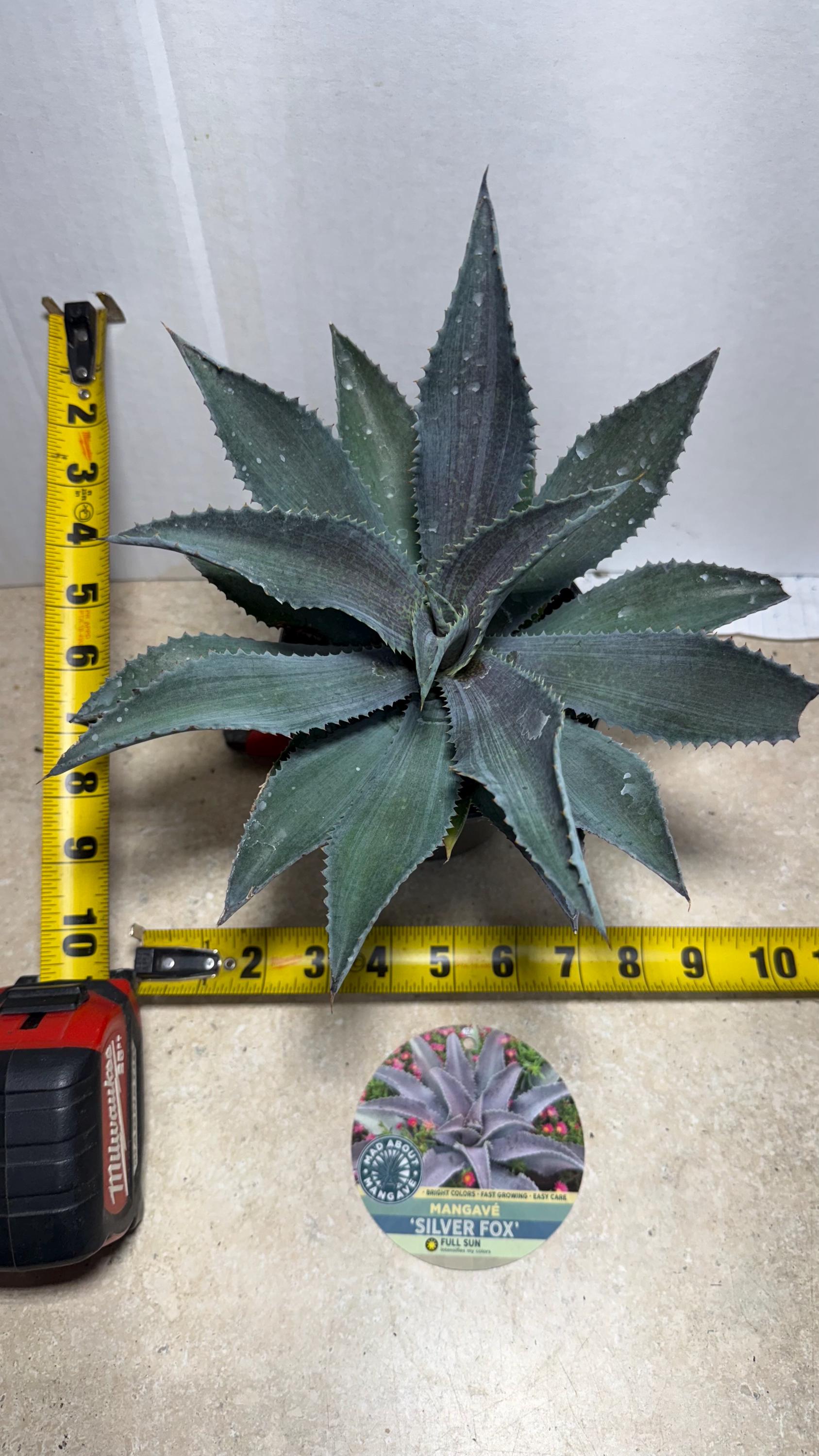 Mangave 'silver Fox' Glowing White-silvery-blue Leaves With Deep