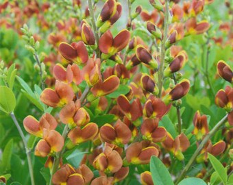 False Indigo ‘Cherries Jubilee’ - Bicolor Maroon-Red and Yellow flowers  - Baptisia Perennial - Deer & Rabbit  Proof - attract pollinators