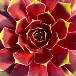Hen & Chicks ‘Gold Crown&#39;- Dark Maroon Red changes to Gold - Sempervivum Perennial Succulent-Deer and Rabbit Proof- Easy Care Plant