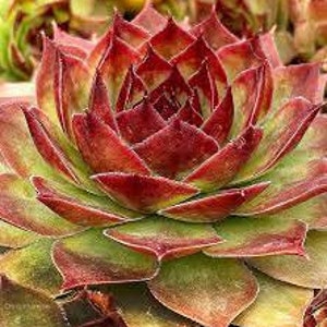 Hen & Chicks Giant Chick Charm ‘Copper Canyon&#39; - Sempervivum Succulent Perennial