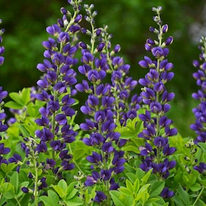 May include: A close-up of a cluster of purple flowers with green leaves. The flowers are in bloom and have a delicate, feathery appearance.