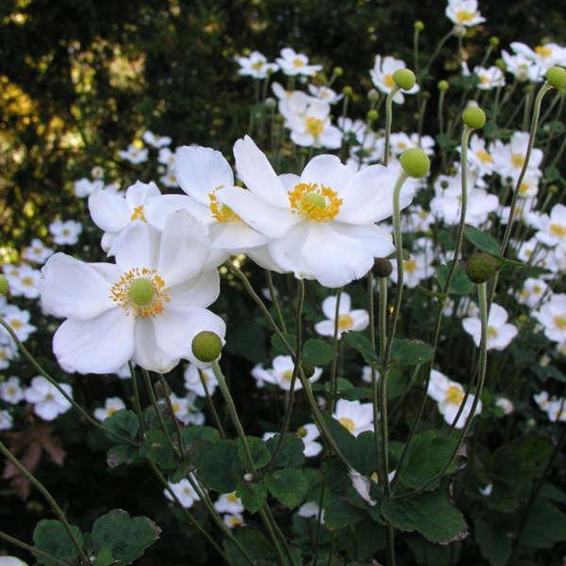 Windflower 'Honorine Jobert’ Large Pure White flowers with yellow centers in the fall- Anemone Perennial Plant-flower bouquets image 1