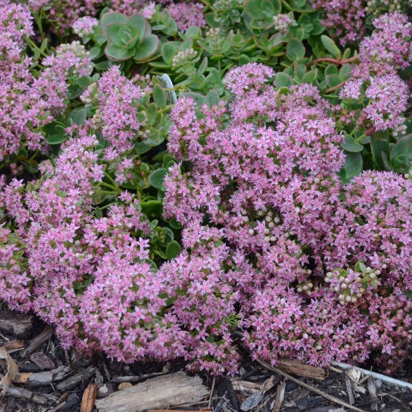 Stonecrop 'lime Zinger' Evergreen Green With Red Edges,pink