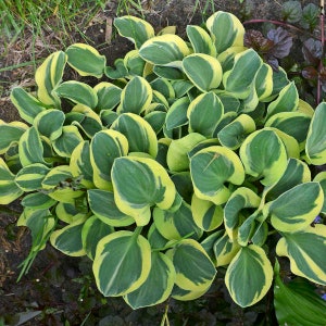 Hosta -‘Mighty Mouse’ - Miniature Slug Proof Variegated Hosta -Perennial