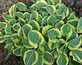 Hosta ‘Mighty Mouse’ Small, round miniature deep blue-green leaves with Variegated creamy-white margins are Slug Proof-Hosta Perennial Plant