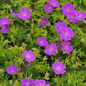 Cranesbill ‘New Hampshire Purple’ has Huge, Glowing Magenta-Purple flowers - Geranium - Perennial - Attracts Pollinators - Critter resistant