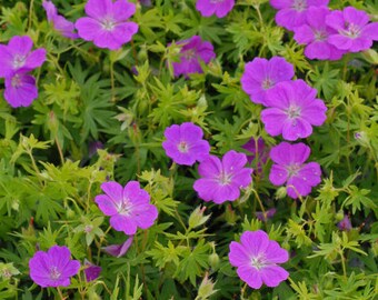 Cranesbill ‘New Hampshire Purple’ has Huge, Glowing Magenta-Purple flowers - Geranium - Perennial - Attracts Pollinators - Critter resistant