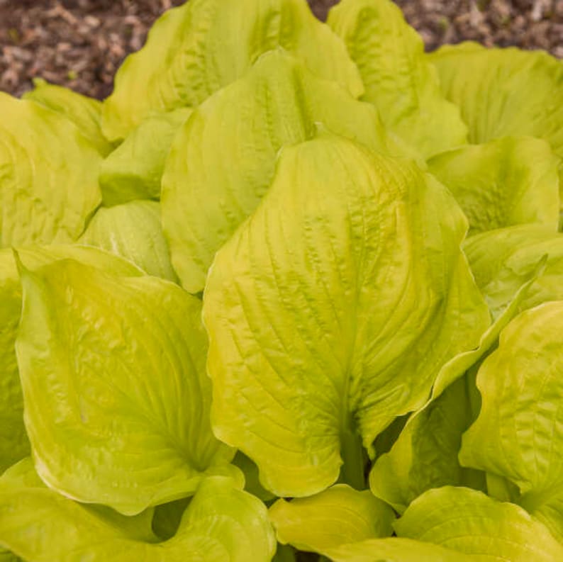Hosta ‘seasons in the Sun’ Giant, Huge, Golden-yellow Heart Shaped Wavy ...