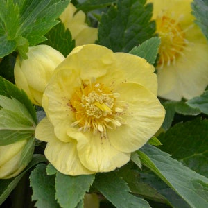 Lenten Rose ‘California Dreaming’ -Huge 3”+ Semi-Double Yellow, unspotted Flowers - Helleborus - Evergreen Perennial - deer and rabbit Proof