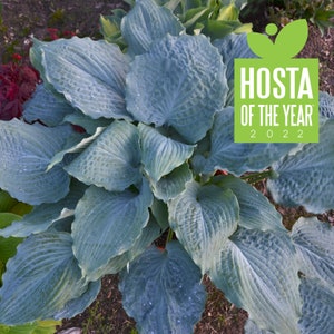 Hosta &#39;Diamond Lake&#39; -Giant Blue Hosta with Unique leaves- Hosta  Perennial- attract pollinators