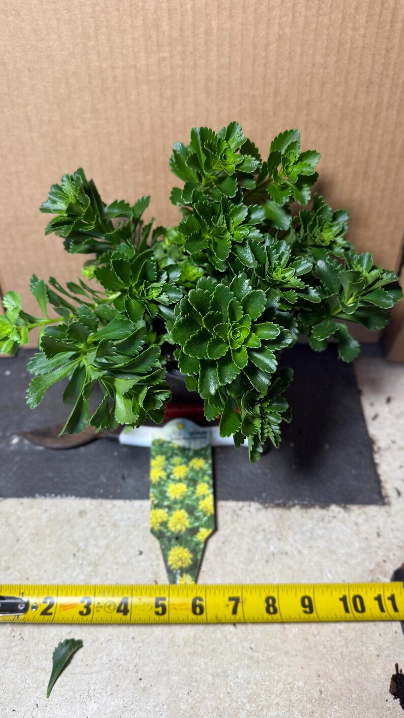 MrPerennial Stonecrop Little Miss Sunshine - Thumbnail 5