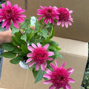 Coneflower ‘raspberry Beret’ - Double Raspberry Pink Flowers ...