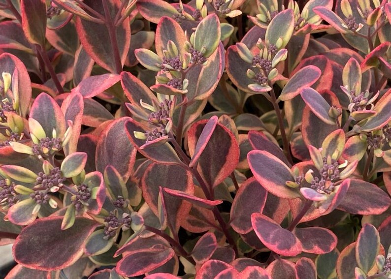 Stonecrop ‘dazzling Dynamite’ Blue-purple-pink Foliage With Orange-pink ...