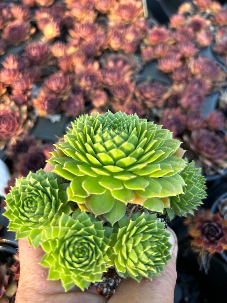 Hen and Chicks 'Pilioseum'