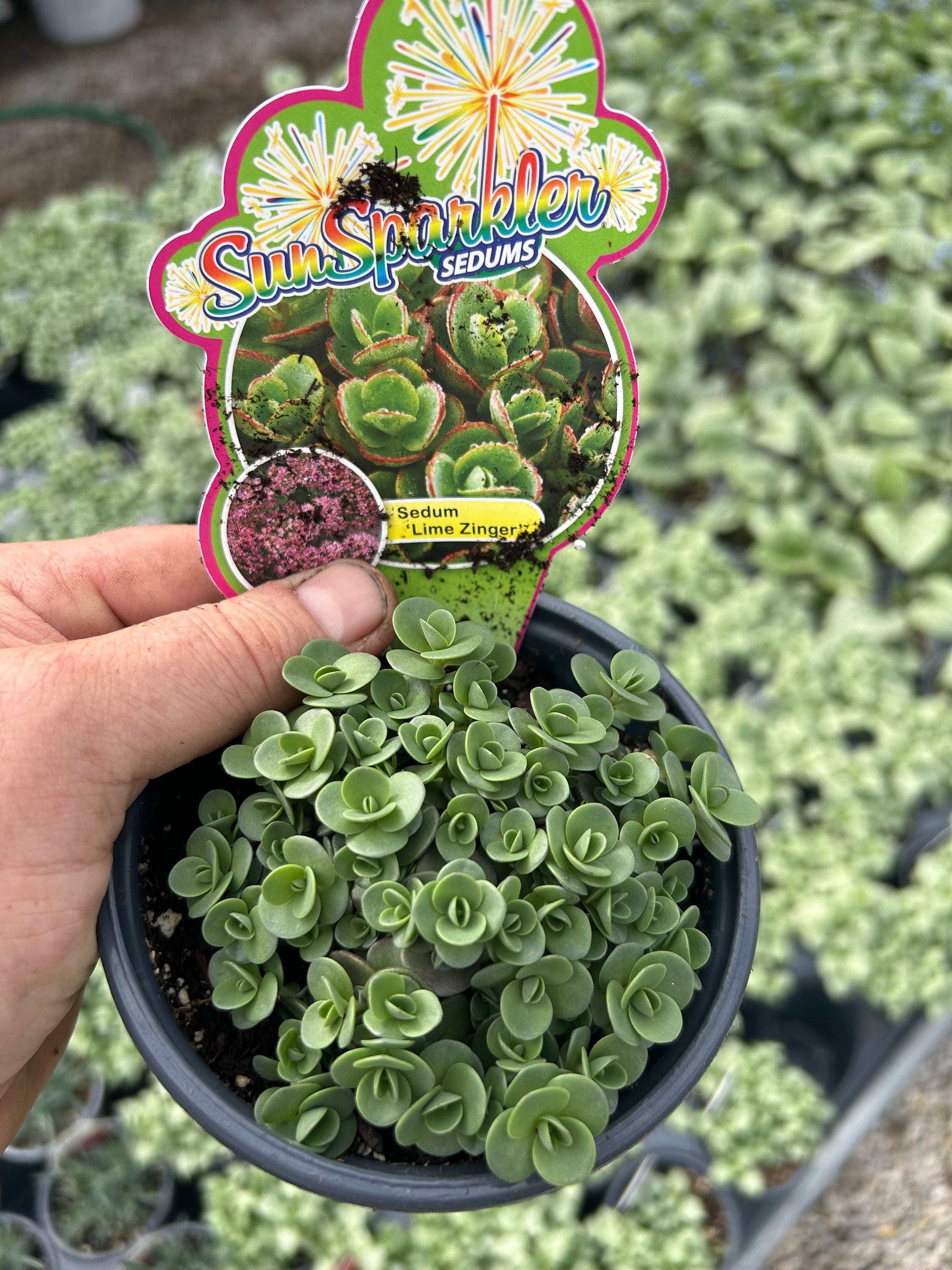 Stonecrop 'lime Zinger' Evergreen Green With Red Edges,pink