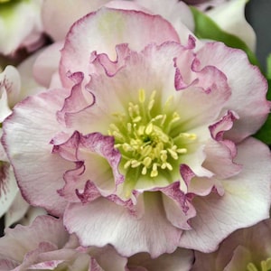 Lenten Rose ‘Flower Girl’- Huge 3” Double Pink flowers, fade to green -Helleborus Evergreen Perennial - Critter Proof- Attracts Pollinators