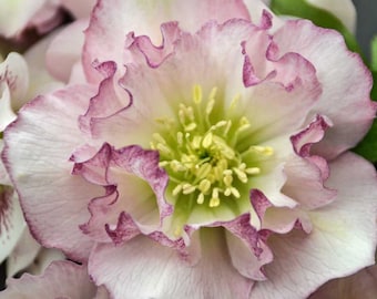 Lenten Rose ‘Flower Girl’- Huge 3” Double Pink flowers, fade to green -Helleborus Evergreen Perennial - Critter Proof- Attracts Pollinators