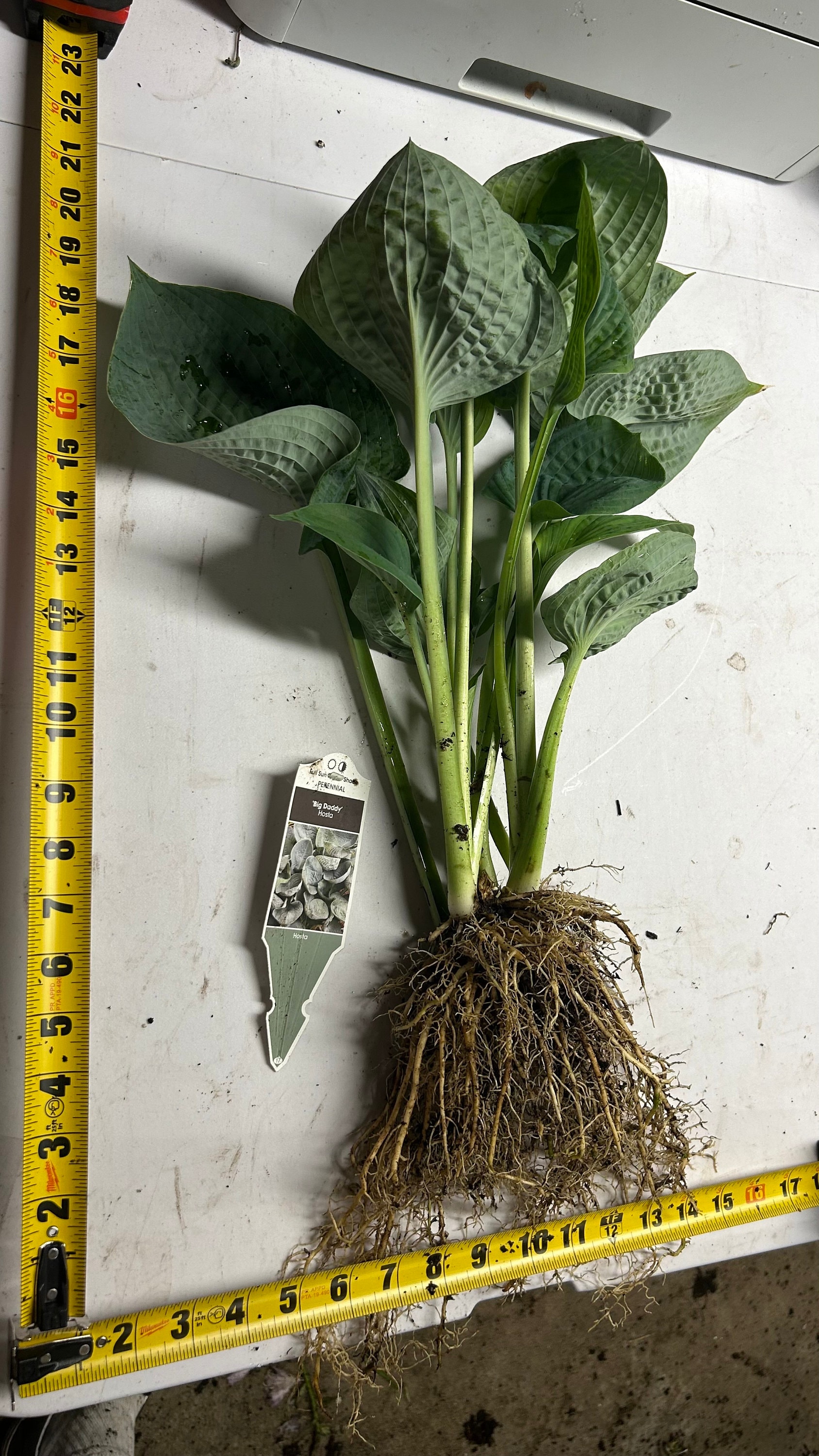 Hosta 'big Daddy' Huge Blue-green-gray Puckered Leaves That Are Slug ...