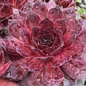 Hen and Chicks- Chick Charms Giant ‘Maroon Mountain&#39;- Large Hen of Deep Maroon Red leaves- Sempervivum Succulent Perennial