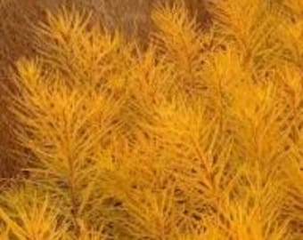 Blue Star 'Butterscotch' Sky Blue Star Flowers, Fern like Foliage, incredible orange fall color- Amsonia Perennial Plant-Deer & Rabbit Proof