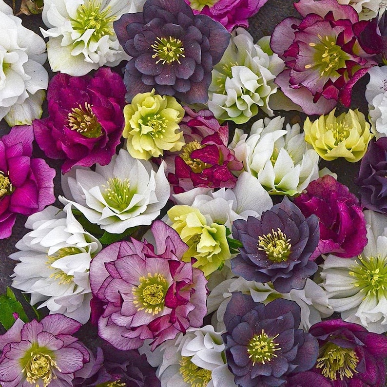 MrPerennial Lenten Rose