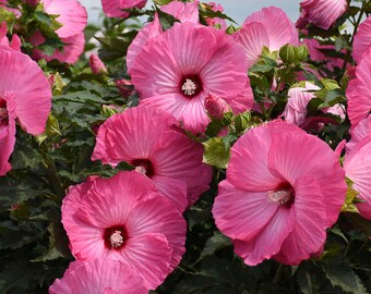 Hibiscus 'Airbrush Effect’ - Huge 8” Airbrushed Multi-toned Pink Flowers- Perennial - Attracts Pollinators - Summer-Fall Flowers