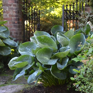 Hosta &#39;Abiqua Drinking Gourd&#39; -Unique huge, deep blue-green, extremely seer-suckered, cupped slug proof leaves-Hosta Perennial-shade garden