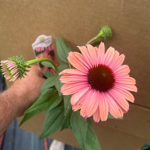 Plant pictured in summer flowering growing in a quart size pot 4 1/2 x 5“ tall will continue to bloom all summer with proper care