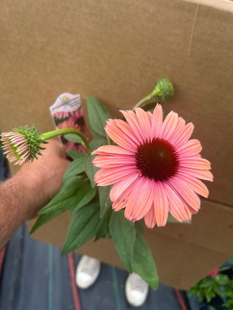 Plant pictured in summer flowering growing in a quart size pot 4 1/2 x 5“ tall will continue to bloom all summer with proper care