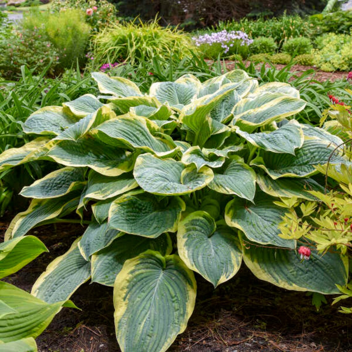 Hosta 'gigantosaurus' Giant Blue Leaves Variegated Creamy White Margin ...